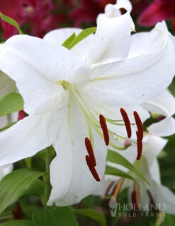 Menu Pink And Purple Star Lily Collection -Holland Bulb Farms 77162 casa blanca oriental lily 6