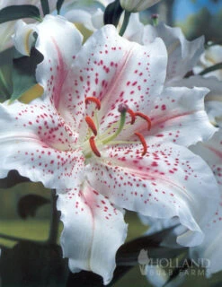 Menu White Stargazer Lily Collection -Holland Bulb Farms 77165 muscadet oriental lily 4 2