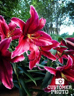 Menu Gran Tourismo Oriental Lily -Holland Bulb Farms 77175 gran tourismo oriental lily 3