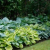Menu Mixed Hosta Value Bag -Holland Bulb Farms 77177 mixed hosta 1