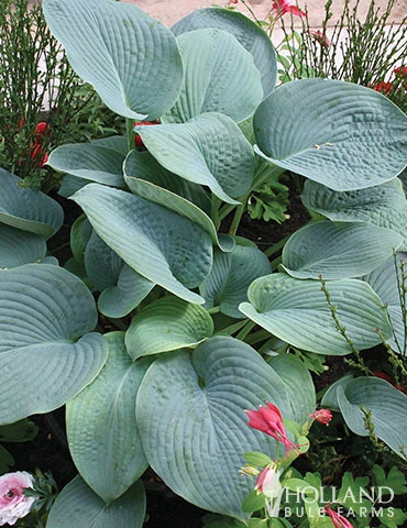 Menu Mixed Hosta Value Bag 6 Menu Mixed Hosta Value Bag - Image 4
