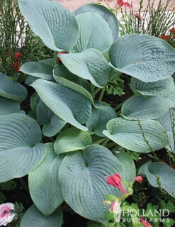 Menu Shady Summer Days Perennial Garden -Holland Bulb Farms 77177 mixed hosta 2 3