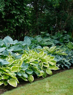 Menu Shady Perennial Mailbox Garden -Holland Bulb Farms 77177 mixed hosta