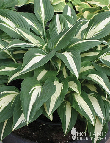 Menu Mixed Hosta Value Bag 9 Menu Mixed Hosta Value Bag - Image 7