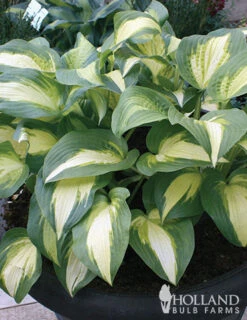 Menu Mixed Hosta Value Bag 14 Menu Mixed Hosta Value Bag -Holland Bulb Farms 77177 mixed hosta 4 1