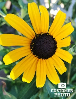 Menu Drought Tolerant Perennial Garden Collection -Holland Bulb Farms 77190 2018 07 23 black eyed susan maria sanchez 4