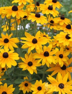 Menu Drought Tolerant Perennial Garden Collection -Holland Bulb Farms 77190 black eyed susan 6