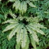 Menu Maidenhair Fern -Holland Bulb Farms 77192 maidenhair fern