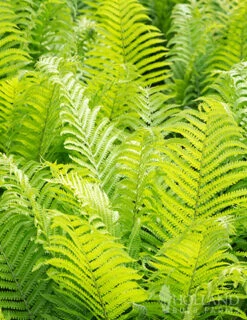 Menu Best Perennials For Wet Soil -Holland Bulb Farms 77193 ostrich fern 1