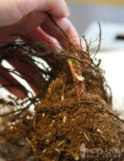 Menu Ostrich Fern -Holland Bulb Farms 77193 ostrich fern 2