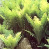 Menu Ostrich Fern -Holland Bulb Farms 77193 ostrich fern 3