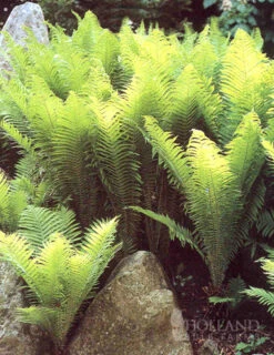 Menu Ostrich Fern