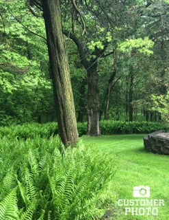 Menu Best Perennials For Wet Soil -Holland Bulb Farms 77193 ostrich fern 4 1