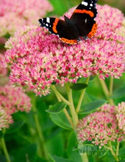 Menu Deer Resistant Summer Collection -Holland Bulb Farms 77195 autumn joy sedum 2 3