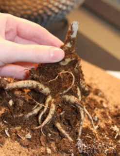 Menu Autumn Joy Sedum -Holland Bulb Farms 77195 autumn joy sedum 3 2