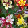 Menu Mixed Aquilegia Or Columbine -Holland Bulb Farms 77196 mixed aquilegia or columbine 1
