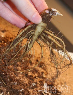 Menu Perennial Butterfly Garden Collection 27 Menu Perennial Butterfly Garden Collection -Holland Bulb Farms 77196 mixed aquilegia or columbine 2