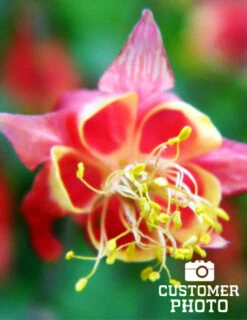 Menu Mixed Aquilegia Or Columbine -Holland Bulb Farms 77196 mixed aquilegia or columbine 6 1