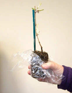 Menu Flamenco Trumpet Vine -Holland Bulb Farms 77205 flamenco trumpet vine 2