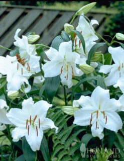 Menu Casa Blanca Oriental Lily Jumbo Pack -Holland Bulb Farms 77214 casa blanca oriental lily 2