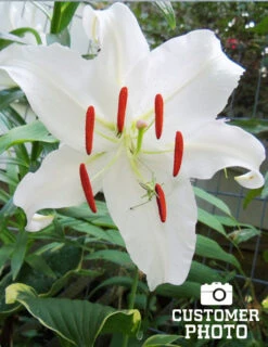 Menu Casa Blanca Oriental Lily Jumbo Pack -Holland Bulb Farms 77214 casa blanca oriental lily 3