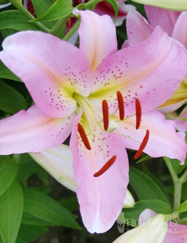 Menu Roberta Oriental Lilies Jumbo Pack 3 Menu Roberta Oriental Lilies Jumbo Pack