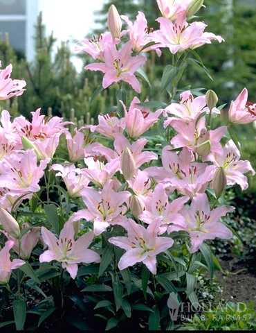 Menu Roberta Oriental Lilies Jumbo Pack 4 Menu Roberta Oriental Lilies Jumbo Pack - Image 2