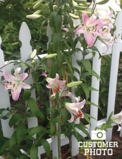 Menu Roberta Oriental Lilies Jumbo Pack 7 Menu Roberta Oriental Lilies Jumbo Pack -Holland Bulb Farms 77215 roberta oriental lilies 3 1