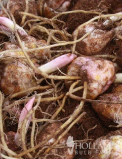 Menu Lily Sampler Collection -Holland Bulb Farms 77217 stargazers 2