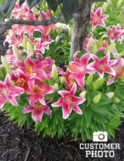 Menu Classic Fragrant Lily Collection -Holland Bulb Farms 77217 stargazers 4 1