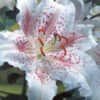 Menu Muscadet Oriental Lilies Jumbo Pack -Holland Bulb Farms 77218 muscadet oriental lilies 1
