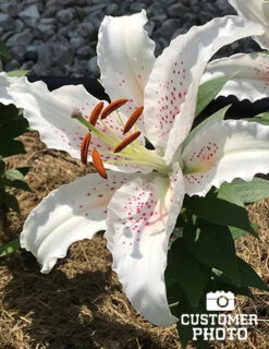 Menu Classic Fragrant Lily Collection -Holland Bulb Farms 77218 muscadet oriental lily