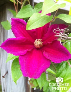 Menu Ernest Markham Clematis 6 Menu Ernest Markham Clematis -Holland Bulb Farms 77219 ernest markham clematis