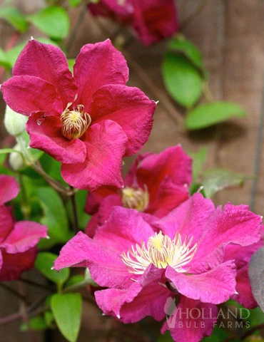 Menu Ernest Markham Clematis 3 Menu Ernest Markham Clematis