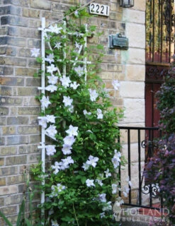 Menu Henryi Clematis -Holland Bulb Farms 77221 henryi clematis 3