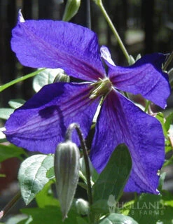Menu Jackmanii Clematis