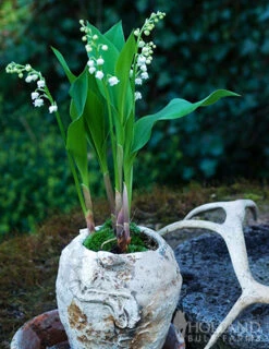 Menu Lily Of The Valley -Holland Bulb Farms 77225 lily of the valley 2