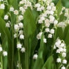 Menu Lily Of The Valley -Holland Bulb Farms 77225 lily of the valley 4
