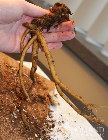 Menu Border Of Blooms For Shade Collection 15 Menu Border Of Blooms For Shade Collection - Image 13