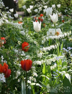 Menu Long Blooming Shade Garden Collection -Holland Bulb Farms 77232 white bleeding heart 3 1