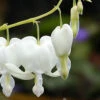 Menu White Bleeding Heart -Holland Bulb Farms 77232 white bleeding heart 4