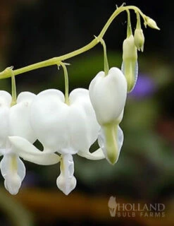 Menu White Bleeding Heart