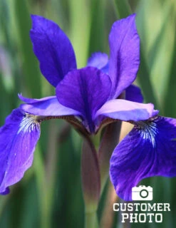 Menu Deer Resistant Summer Collection -Holland Bulb Farms 77239 caesars brother blue siberian iris 2 4