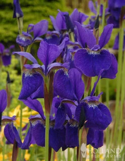 Menu Caesar's Brother Blue Siberian Iris -Holland Bulb Farms 77239 caesars brother blue siberian iris 3 5
