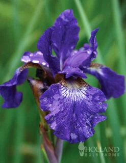 Menu Deer Resistant Summer Collection -Holland Bulb Farms 77239 caesars brother blue siberian iris 4 4