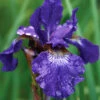Menu Caesar's Brother Blue Siberian Iris -Holland Bulb Farms 77239 caesars brother blue siberian iris 4 5