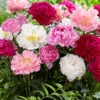 Menu Mixed Peony Value Bag -Holland Bulb Farms 77246 mixed peonies 1
