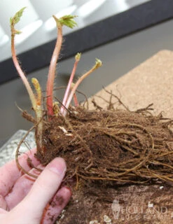 Menu Red, White And Blue Shade Garden 15 Menu Red, White And Blue Shade Garden -Holland Bulb Farms 77248 fanal red astilbe 2