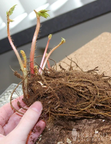 Menu Border Of Blooms For Shade Collection 18 Menu Border Of Blooms For Shade Collection - Image 16