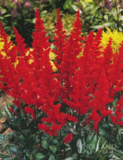 Menu Long Blooming Shade Garden Collection -Holland Bulb Farms 77248 fanal red astilbe 3